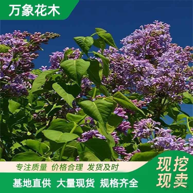 萬象花木 垂枝丁香 適應(yīng)性較強(qiáng) 適宜種在庭園 居住區(qū) 醫(yī)院 學(xué)校 廠家批發(fā)直銷