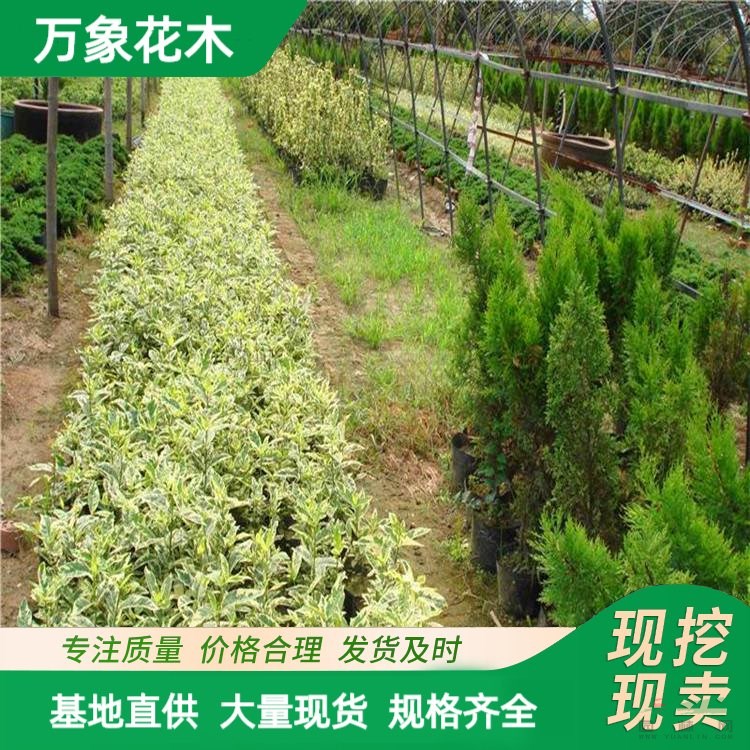 苗圃出售 花葉梔子花 園林庭院造景植物 小區(qū)路旁綠化苗木