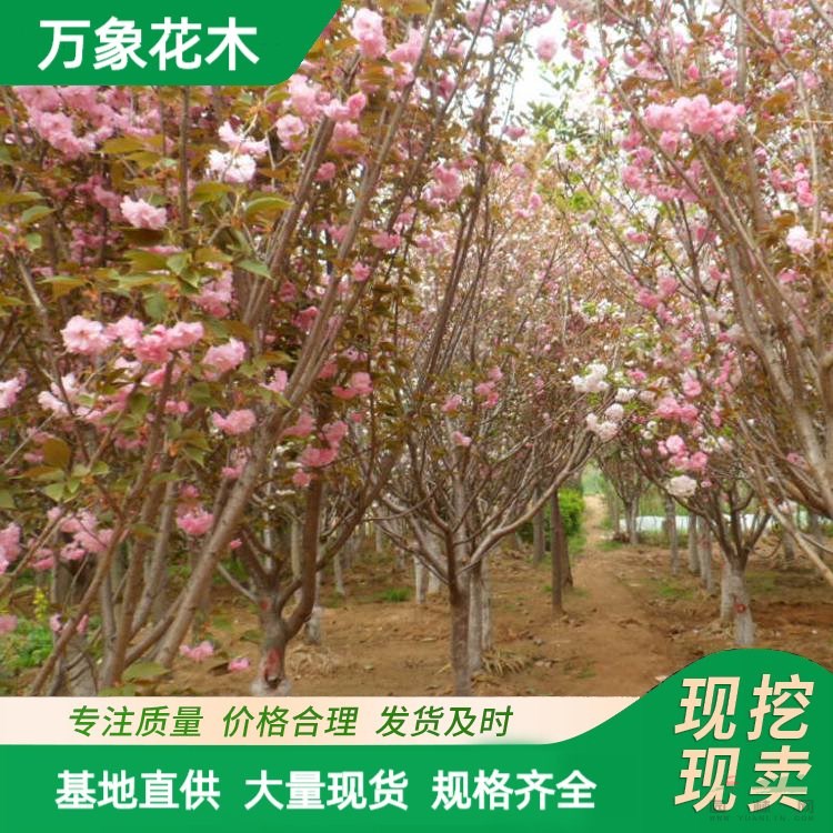 櫻花樹苗當(dāng)年開花 風(fēng)景樹園林植物喬木 重瓣紅色觀賞樹苗 廠家批發(fā)直銷