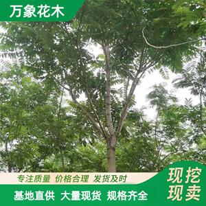 萬象花木出售臭椿樹苗 公園景觀樹 耐干旱貧瘠抗病蟲害 廠家批發(fā)直銷