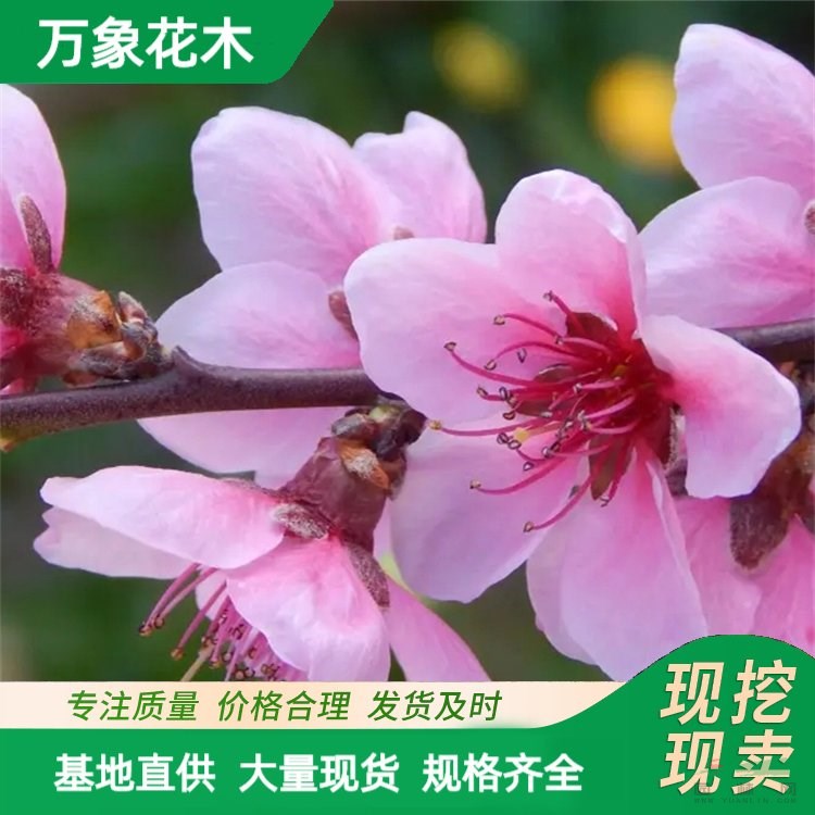 萬(wàn)象花木出售桃花樹苗 花色艷麗 園林庭院觀光風(fēng)景樹 廠家批發(fā)直銷