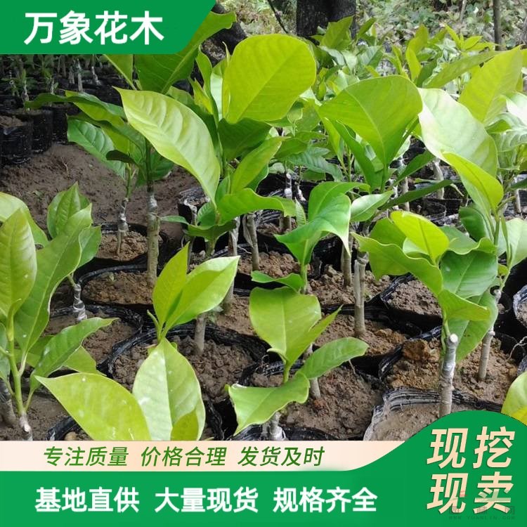 白玉蘭樹(shù)苗 嫁接白玉蘭小苗 玉蘭花苗 常綠樹(shù)苗品種 廠家批發(fā)直銷(xiāo)