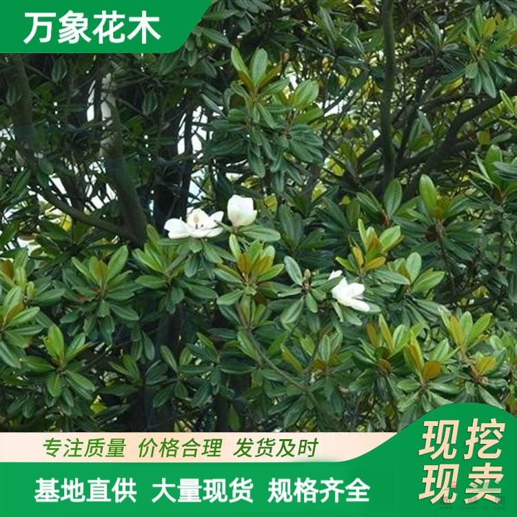 白玉蘭樹(shù)苗 嫁接白玉蘭小苗 玉蘭花苗 常綠樹(shù)苗品種 廠家批發(fā)直銷(xiāo)