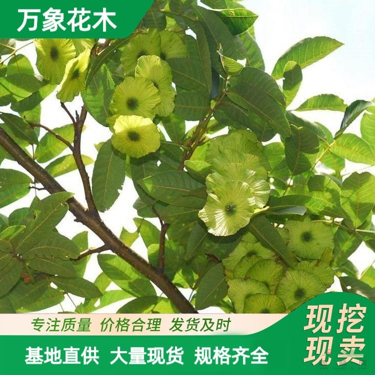 萬(wàn)象花木青錢(qián)柳苗綠化工程苗根系發(fā)達(dá)園林觀(guān)賞樹(shù) 廠(chǎng)家批發(fā)直銷(xiāo)