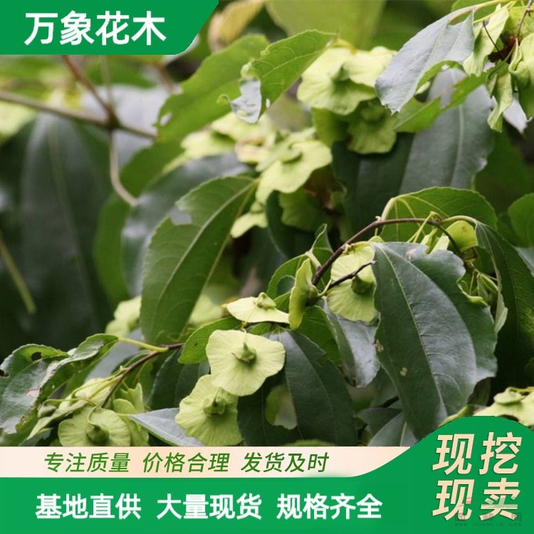 萬(wàn)象花木青錢(qián)柳苗綠化工程苗根系發(fā)達(dá)園林觀(guān)賞樹(shù) 廠(chǎng)家批發(fā)直銷(xiāo)