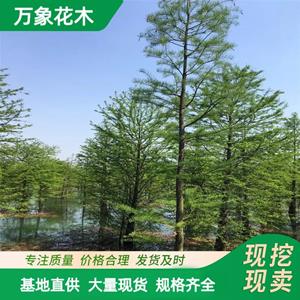 萬象花木出售 池杉苗 喜光樹種 耐蔭 庭院園林樹種 廠家批發(fā)直銷