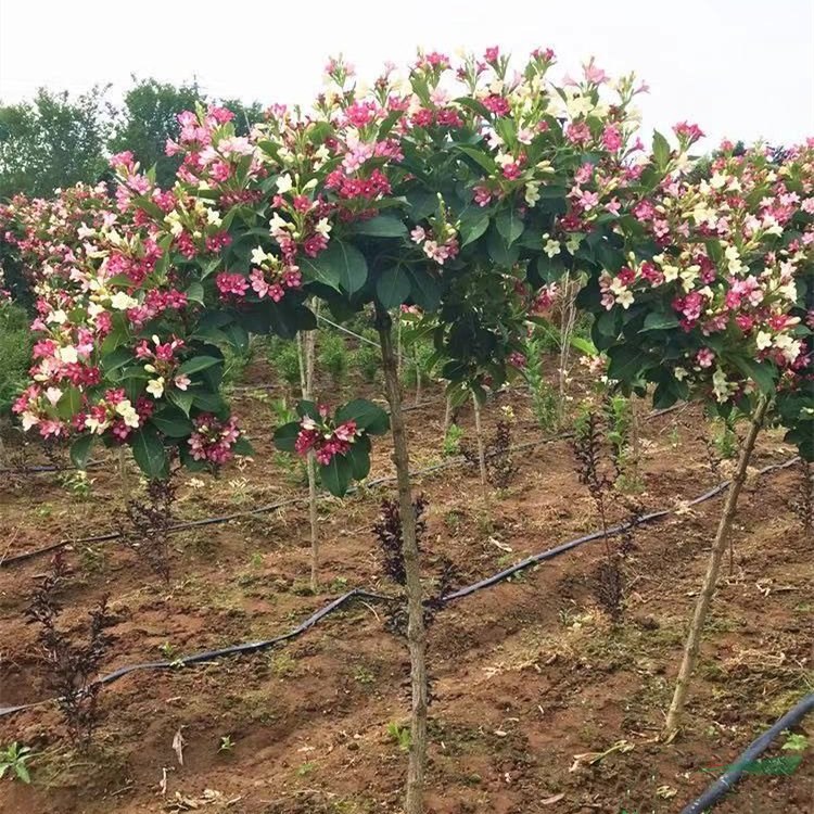 8-9公分五彩錦帶花樹基地批發(fā) 綠化景觀風(fēng)景樹 喬木樹形粗壯