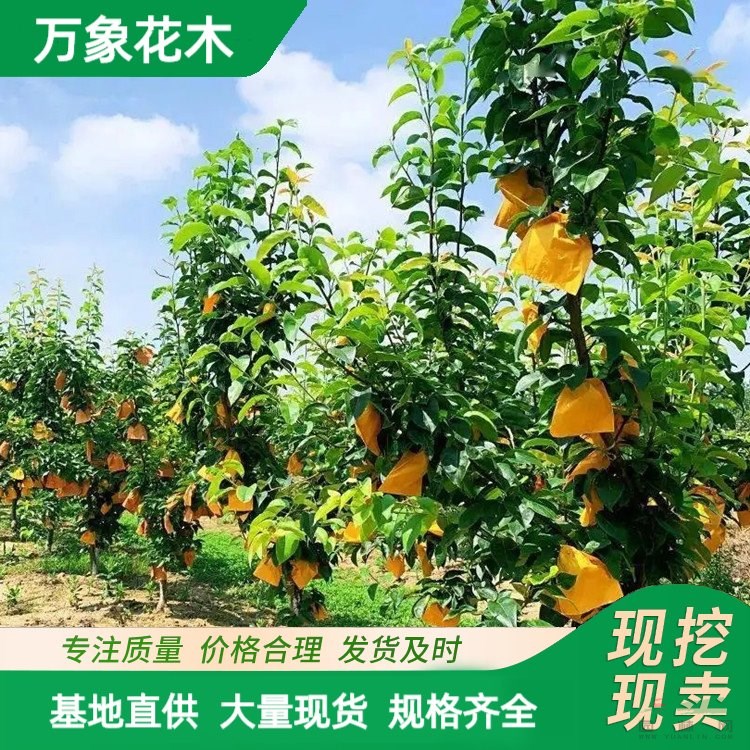 萬象花木出售 3-6公分梨樹苗 根系發(fā)達 樹形優(yōu)美 景區(qū)庭院種植