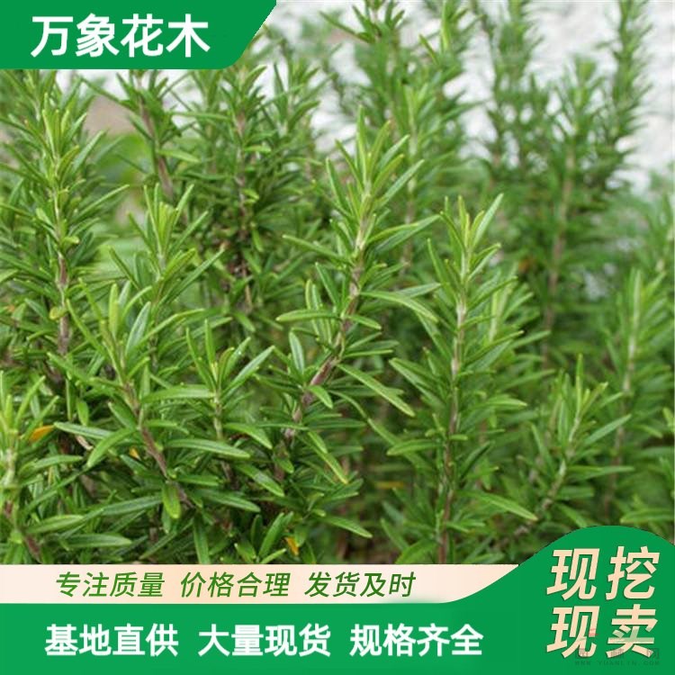 迷迭香 盆栽綠植花苗木基地 海洋之露 艾菊 散發(fā)香味花卉盆栽 廠家批發(fā)直銷(xiāo)