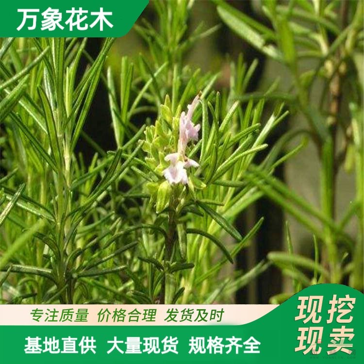 迷迭香 盆栽綠植花苗木基地 海洋之露 艾菊 散發(fā)香味花卉盆栽 廠家批發(fā)直銷(xiāo)