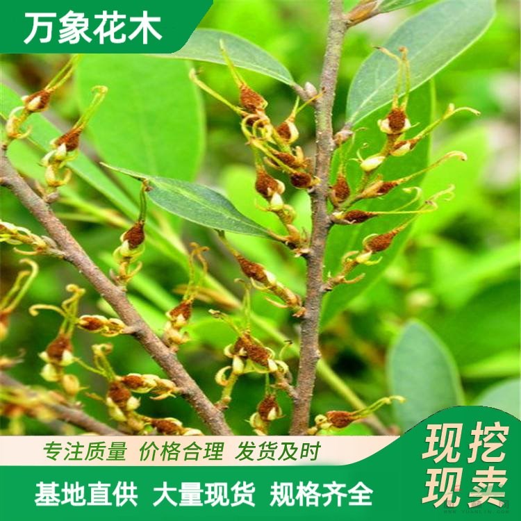 小葉蚊母 土球好 冠幅好 花灌木 地被 色塊類 草花類 喬木苗圃苗 廠家批發(fā)直銷