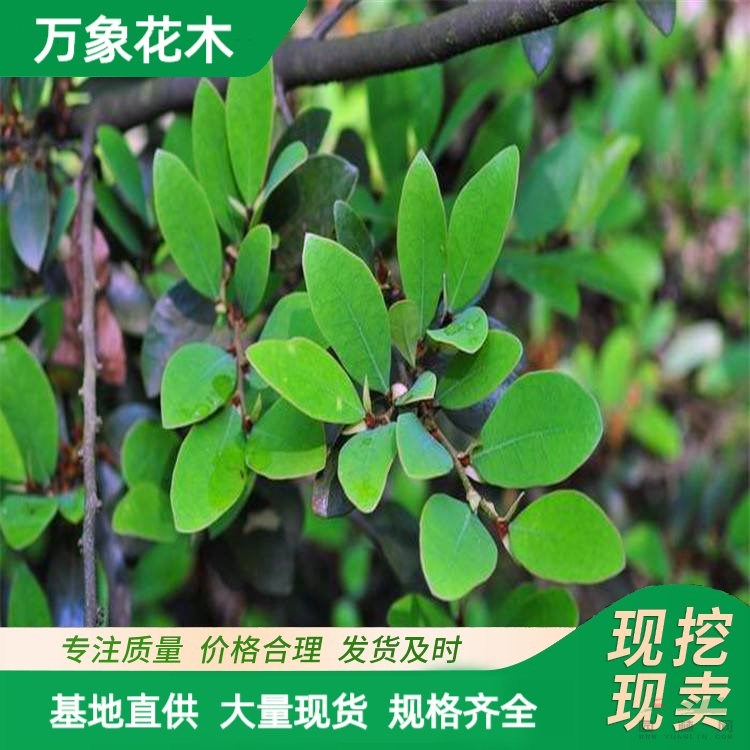 小葉蚊母 土球好 冠幅好 花灌木 地被 色塊類 草花類 喬木苗圃苗 廠家批發(fā)直銷