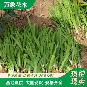 苗圃出售 射干苗 園林小區(qū)造景綠化植物 道路地被工程苗