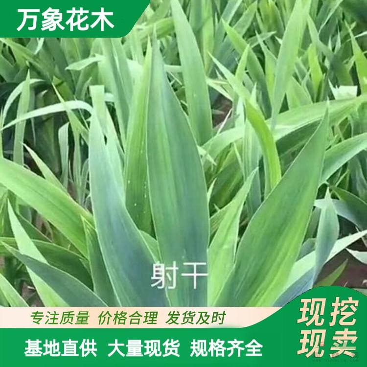 苗圃出售 射干苗 園林小區(qū)造景綠化植物 道路地被工程苗