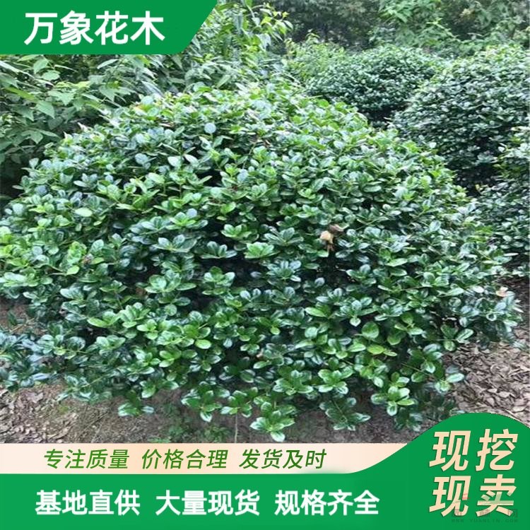 苗圃出售 四季常青 無(wú)刺枸骨球 園林庭院造景植物 色塊綠植