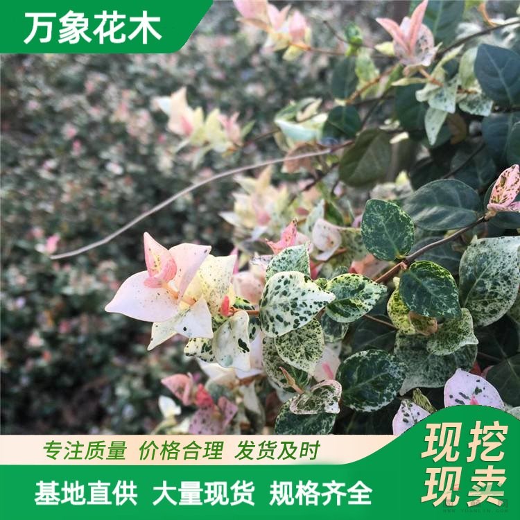 苗圃供應(yīng) 五彩絡(luò)石 園林庭院造景植物 道路色塊苗木 廠家批發(fā)直銷