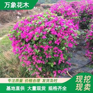 三角梅小苗 基地供應 花壇花鏡花海 設計 園林工程綠化苗 廠家批發(fā)直銷