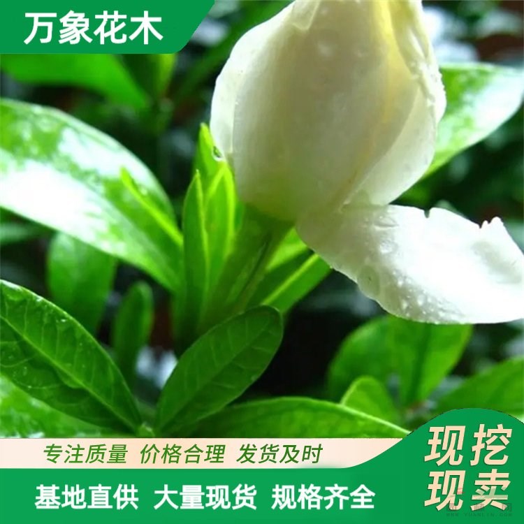 萬象花木大葉梔子花園林綠化工程苗常綠灌木小區(qū)植被 廠家批發(fā)直銷