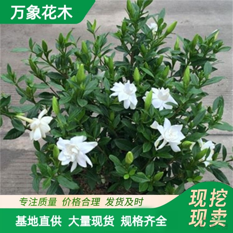 萬象花木大葉梔子花園林綠化工程苗常綠灌木小區(qū)植被 廠家批發(fā)直銷