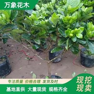 萬(wàn)象花木大葉梔子花園林綠化工程苗常綠灌木小區(qū)植被 廠家批發(fā)直銷