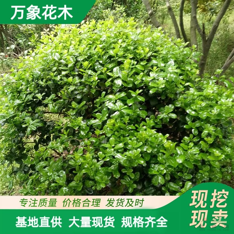 基地出售無(wú)刺構(gòu)骨球苗 四季常青抗寒耐修剪 園林庭院綠化 廠家批發(fā)直銷