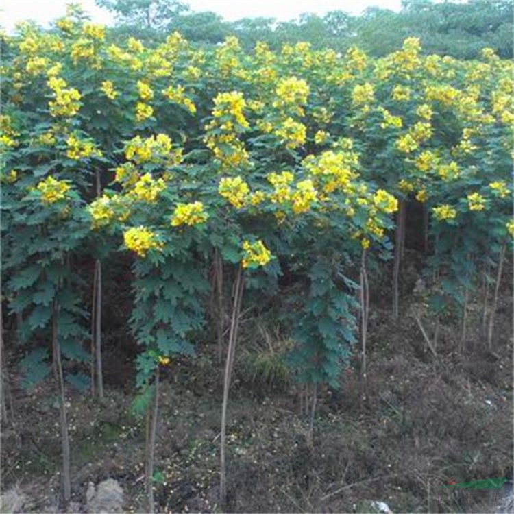 基地批發(fā)黃花槐小苗 多規(guī)格 景區(qū)園林造景觀賞植物 道路綠化 廠家批發(fā)直銷