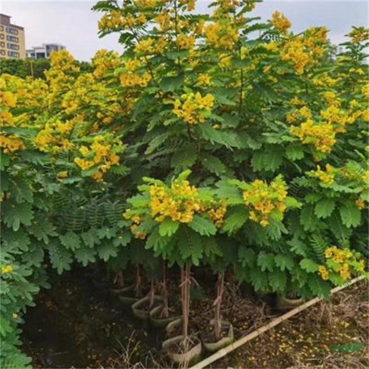 基地批發(fā)黃花槐小苗 多規(guī)格 景區(qū)園林造景觀賞植物 道路綠化 廠家批發(fā)直銷