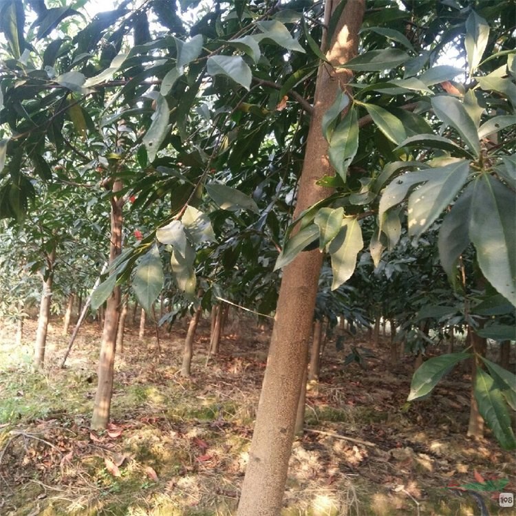 杜英別名假楊梅 梅擦飯 青果 庭院園林綠化庭蔭樹 公園景區(qū)觀賞性種植 廠家批發(fā)直銷