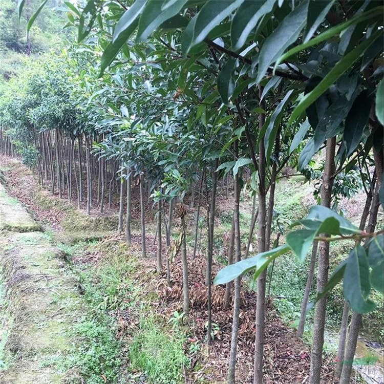 杜英別名假楊梅 梅擦飯 青果 庭院園林綠化庭蔭樹 公園景區(qū)觀賞性種植 廠家批發(fā)直銷