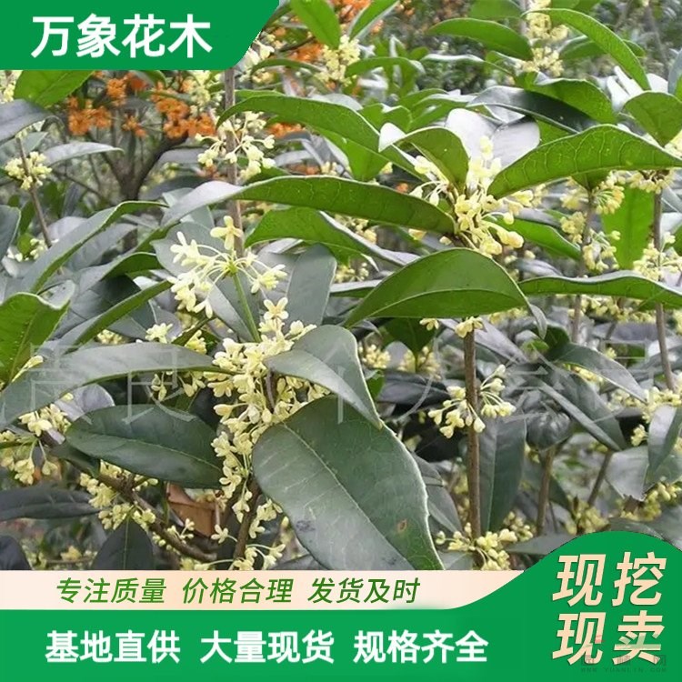 萬象花木 桂花日香桂 花壇景觀庭院植物四季常青 廠家批發(fā)直銷