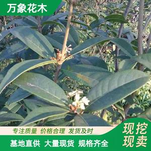 萬象花木 桂花日香桂 花壇景觀庭院植物四季常青 廠家批發(fā)直銷