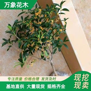 萬象花木桂花沉香桂庭院地栽*濃香型花卉