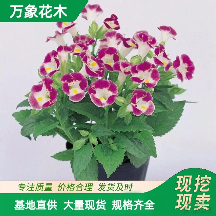 萬(wàn)象花木夏瑾園林觀賞草花宿根花卉庭院綠化植物 廠家批發(fā)直銷