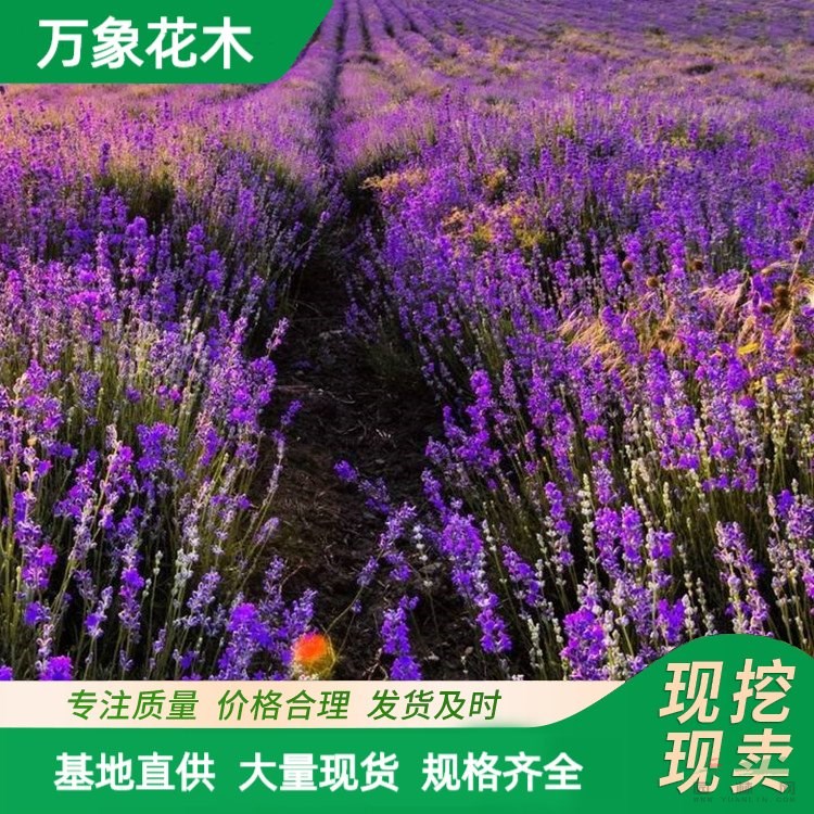 萬象花木薰衣草 花小密集紫色 適合戶外大片種植觀賞 花海小苗