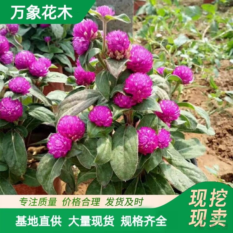 萬象花木供應(yīng) 千日紅苗 現(xiàn)貨出售花期長庭院公園綠化用植物 廠家批發(fā)直銷