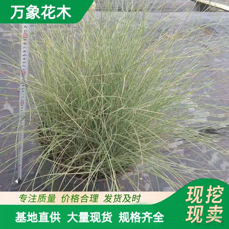 苗圃出售 晨光芒 水生植物 池塘河道造景綠化工程苗木 廠家批發(fā)直銷