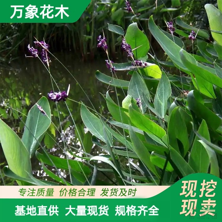 基地出售水竹芋苗 株形美觀 葉色翠綠 水景綠化 陽臺盆栽 廠家批發(fā)直銷