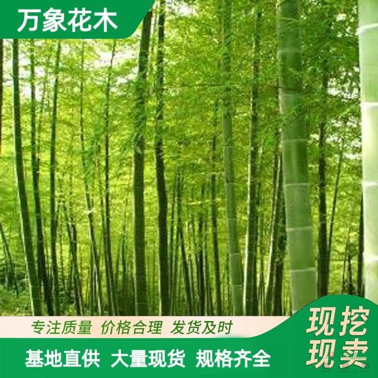 毛竹 工程綠化苗楠竹 品種青竹苗 園林造景工配植綠化苗木 廠家批發(fā)直銷