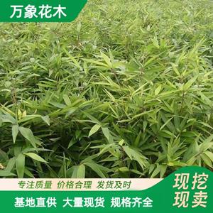 毛竹 工程綠化苗楠竹 品種青竹苗 園林造景工配植綠化苗木 廠家批發(fā)直銷