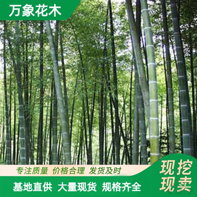 毛竹 工程綠化苗楠竹 品種青竹苗 園林造景工配植綠化苗木