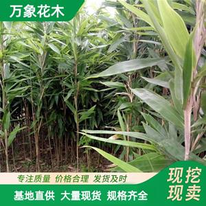 出售 箬竹苗 丛生 园林景观庭院绿化竹类 荒山护土固坡造景苗 厂家批发直销