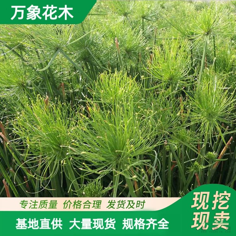 水生植物紙莎草 細(xì)葉 水體綠化 耐陰 種植 湖面造景 浮島栽植 廠家批發(fā)直銷