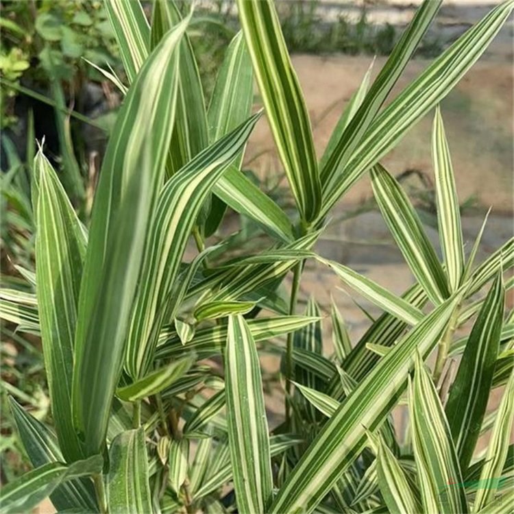 菲白竹 基地大量種植 多年生景區(qū)園林造景觀賞種植盆栽地栽苗 廠家批發(fā)直銷