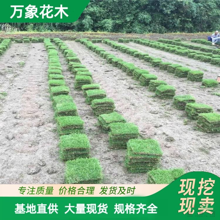 馬尼拉草坪草皮 庭院護坡綠化草 帶土帶泥真草皮 學校操場用 廠家批發(fā)直銷