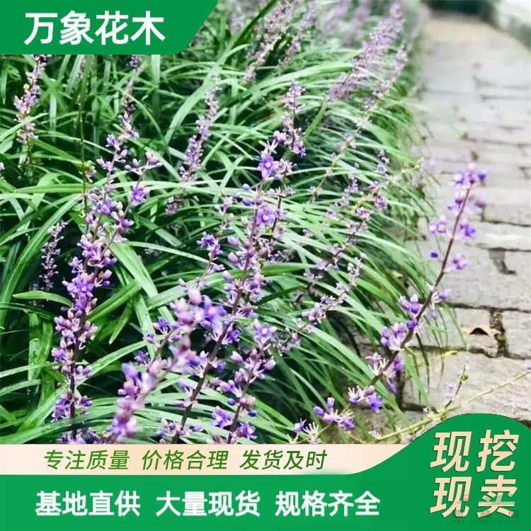 萬象花木出售蘭花三七 四季常青 耐寒耐澇 庭院陽臺(tái)盆栽 廠家批發(fā)直銷