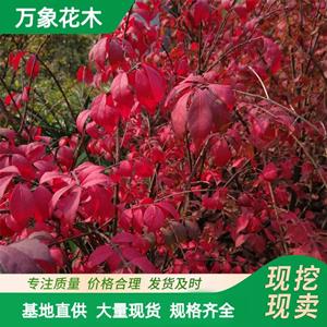 萬(wàn)象花木供應(yīng)火焰衛(wèi)矛球 秋葉紅艷 園林公園綠化景觀樹(shù)