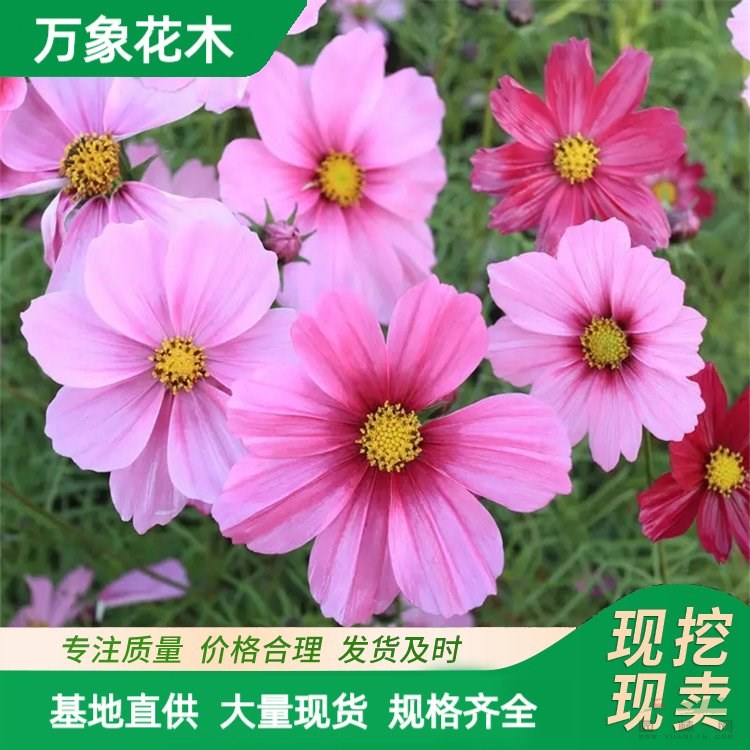 萬象花木出售 波斯菊苗 喜光 耐貧瘠 多年生草本植物 廠家批發(fā)直銷