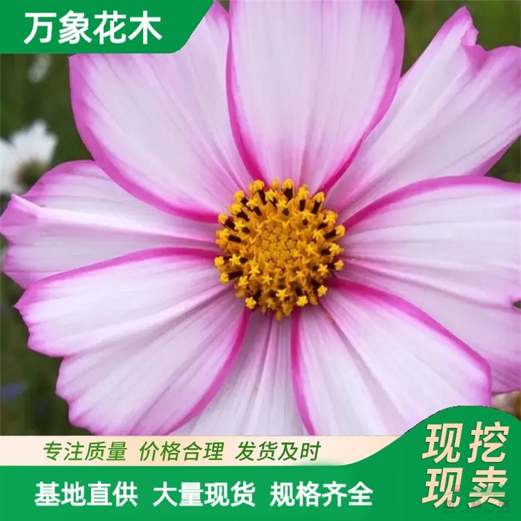 萬象花木出售 波斯菊苗 喜光 耐貧瘠 多年生草本植物 廠家批發(fā)直銷