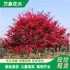 万象花木日本红舞姬红枫小区道路景观树苗庭院盆栽