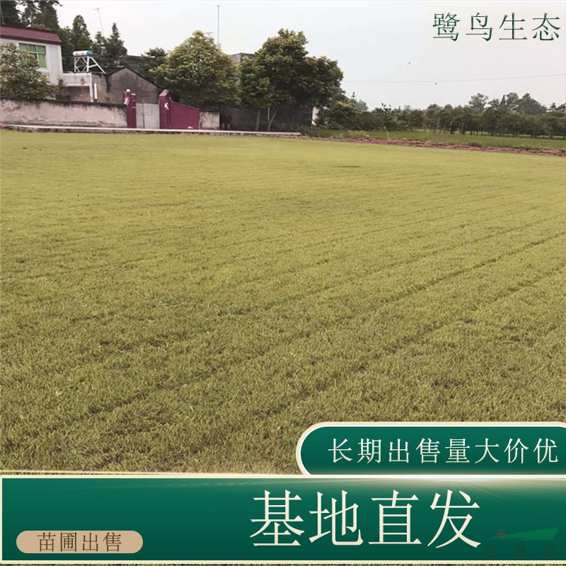 苗圃出售剪股穎草坪草皮 耐踐踏四季常青 護坡草皮 城市建設(shè)用苗 基地批發(fā)價格